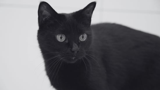 Are Black Cats Bad Luck?