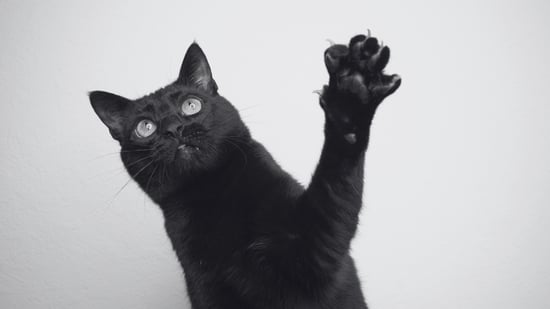 What Do Black Cats Symbolize?