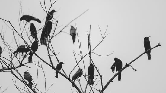 Medieval Crow Counting: Ancient Origins and Traditional Meanings of the Counting Crows Rhyme
