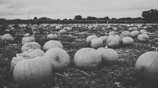 Can Rabbits Eat Pumpkin? Everything You Need to Know About Feeding Pumpkin to Your Bunny