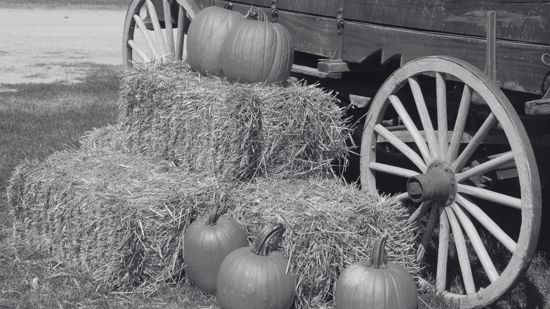 Can Goats Eat Pumpkin? A Complete Guide to Feeding Pumpkin Safely