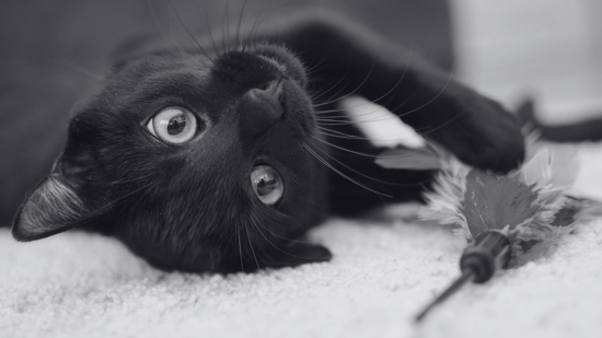 Halloween Cat Names: Spooky, Cute, and Creative Ideas for Your Feline Friend