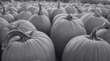 The 10 Best Pumpkin Patches in San Diego: Your Complete Fall Adventure Guide