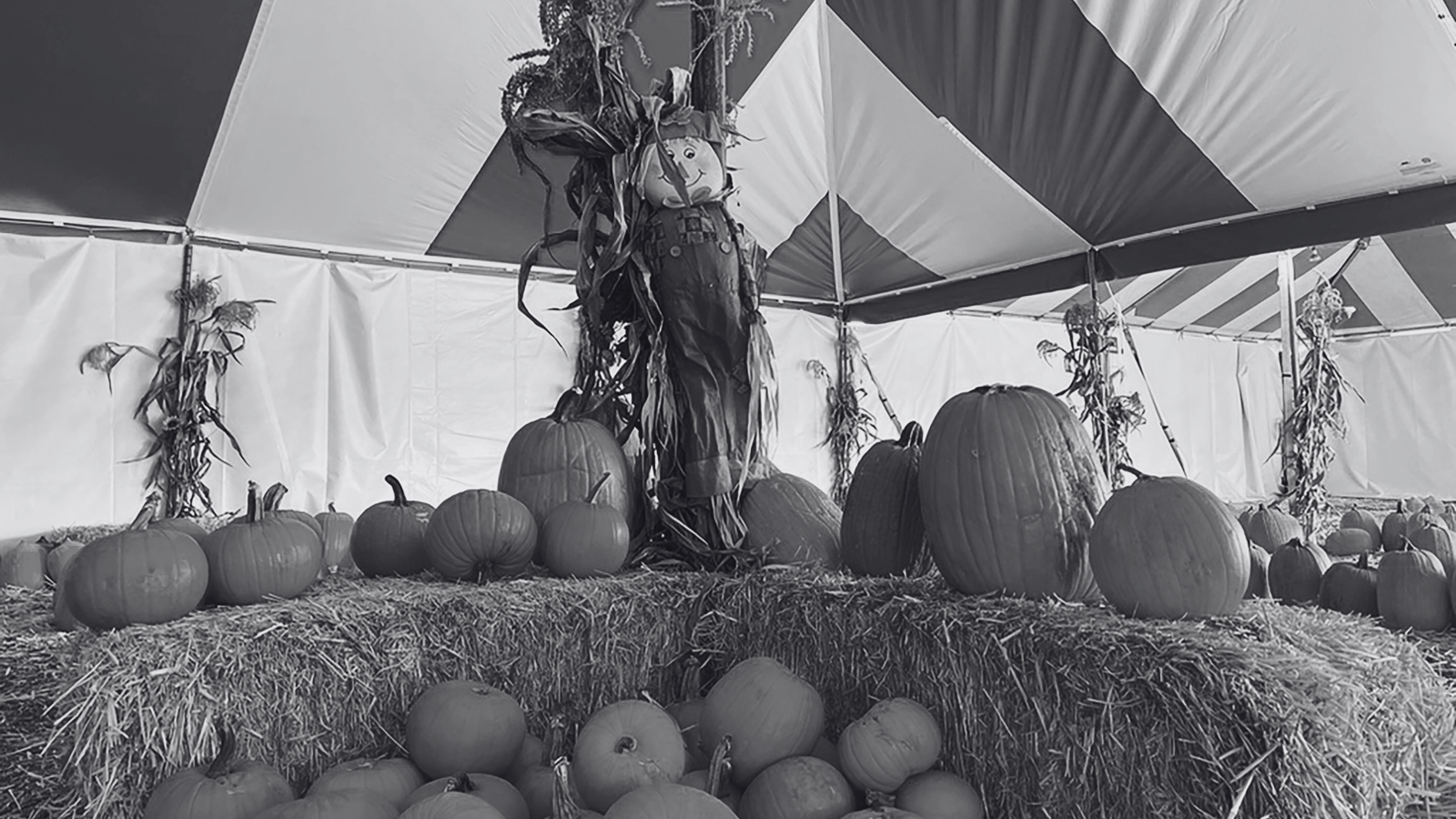 The 10 Best Pumpkin Patches in Los Angeles: Your Ultimate Fall Adventure Guide