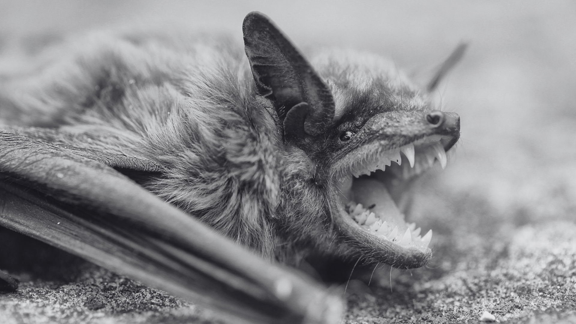 Are There Vampire Bats in Lake Arrowhead, California?